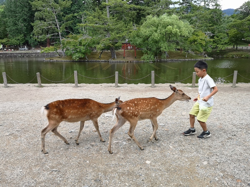 todaiji29 Nara-奈良小旅遊 世界文化遺產 東大寺&春日大社 搶食仙貝的小鹿亂撞