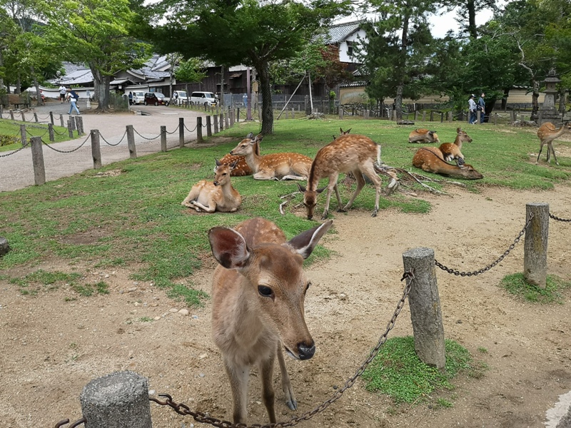 todaiji30 Nara-奈良小旅遊 世界文化遺產 東大寺&春日大社 搶食仙貝的小鹿亂撞