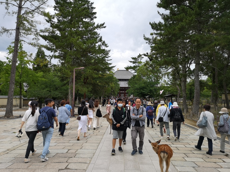 todaiji33 Nara-奈良小旅遊 世界文化遺產 東大寺&春日大社 搶食仙貝的小鹿亂撞