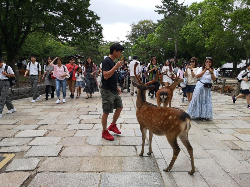 todaiji34 Nara-奈良小旅遊 世界文化遺產 東大寺&春日大社 搶食仙貝的小鹿亂撞