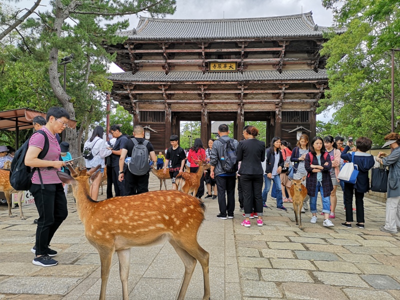 todaiji35 Nara-奈良小旅遊 世界文化遺產 東大寺&春日大社 搶食仙貝的小鹿亂撞