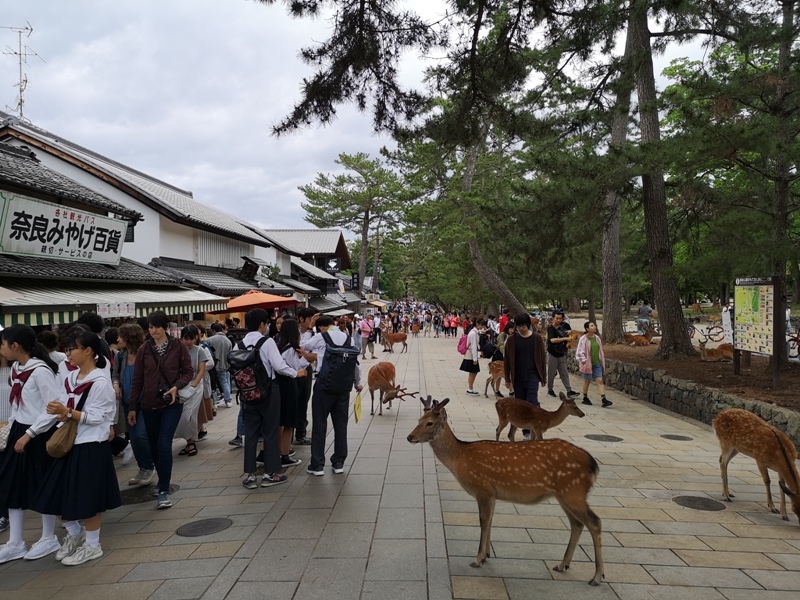 todaiji36 Nara-奈良小旅遊 世界文化遺產 東大寺&春日大社 搶食仙貝的小鹿亂撞