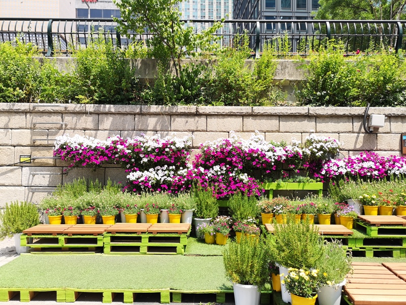 IMG_20190602_113322 Seoul-清溪川 首爾市區的一股清流 忙碌城市生活中的一抹愜意