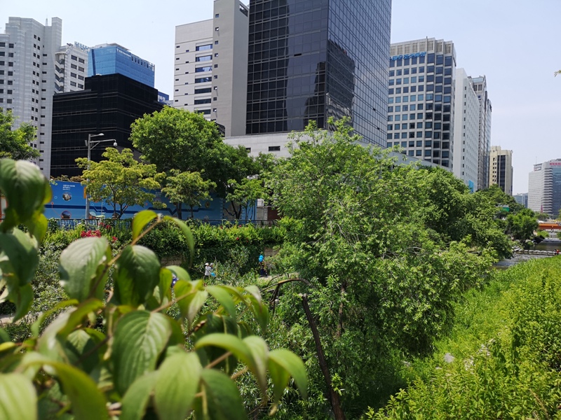 IMG_20190602_120318 Seoul-清溪川 首爾市區的一股清流 忙碌城市生活中的一抹愜意