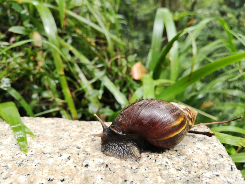 yyteahouse15 文山-貓空邀月茶坊 雨中的清涼 蛙鳴鳥叫的陪伴 一個下午的悠閒