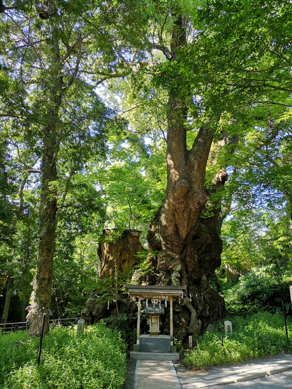 Kinomiya05 Atami-熱海不只有溫泉 兩千年神木坐鎮 有拜有保佑的來宮神社