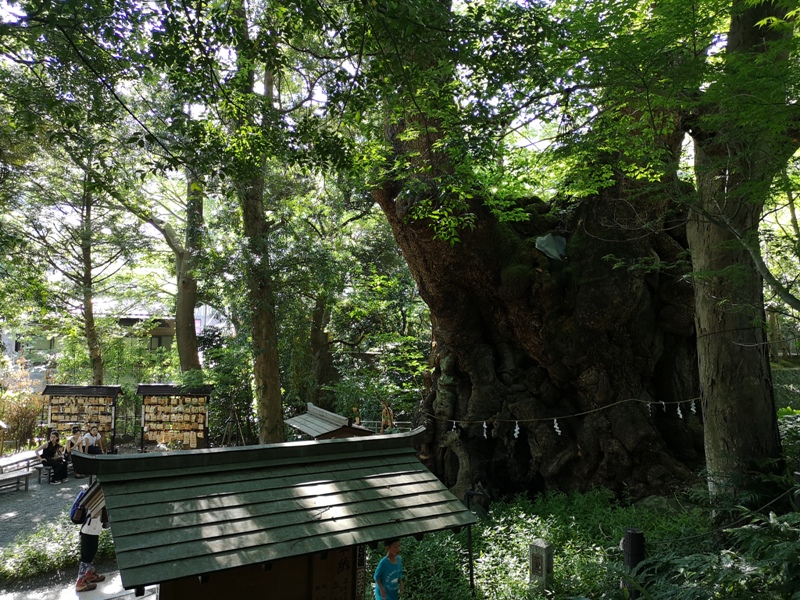 Kinomiya07 Atami-熱海不只有溫泉 兩千年神木坐鎮 有拜有保佑的來宮神社