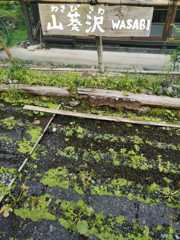 lyashinosatoo12 Seiko-西湖いやしの里根場 富士山下的合掌村