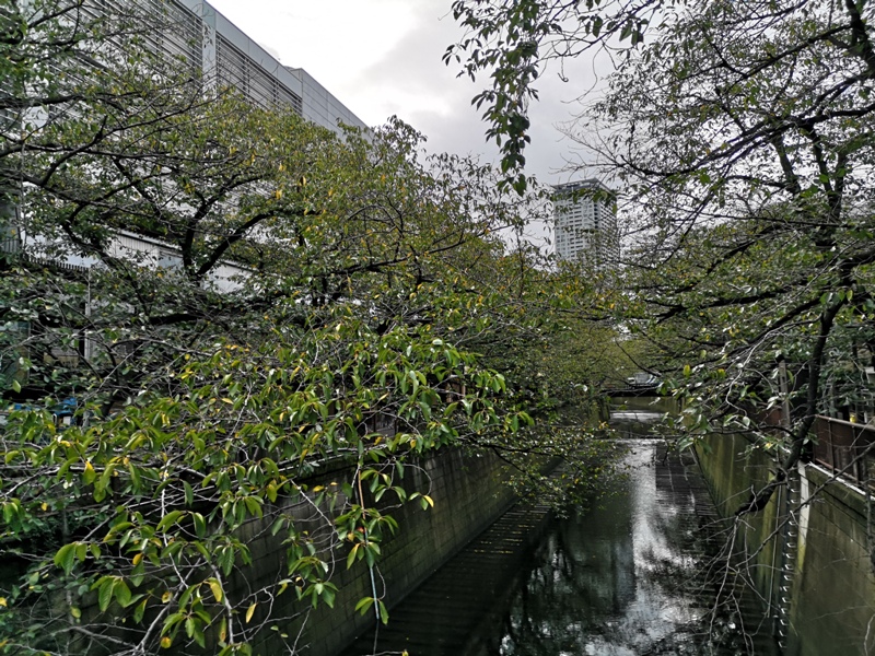 tokyostarbucksreserve15 Meguro-星巴克臻選在中目黑 茶酒咖啡麵包讓你吃飽喝足補充咖啡知識