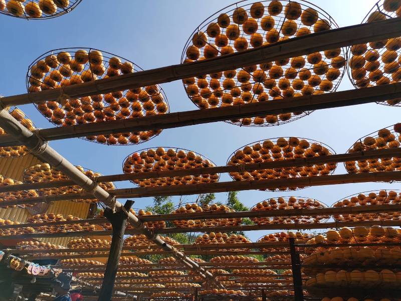 xinpu0113 新埔-味衛佳 北台灣秋天美麗的風景 好吃好玩好好拍的柿餅