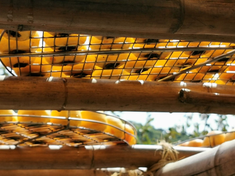 xinpu0117 新埔-味衛佳 北台灣秋天美麗的風景 好吃好玩好好拍的柿餅