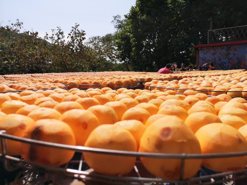 xinpu0121 新埔-味衛佳 北台灣秋天美麗的風景 好吃好玩好好拍的柿餅
