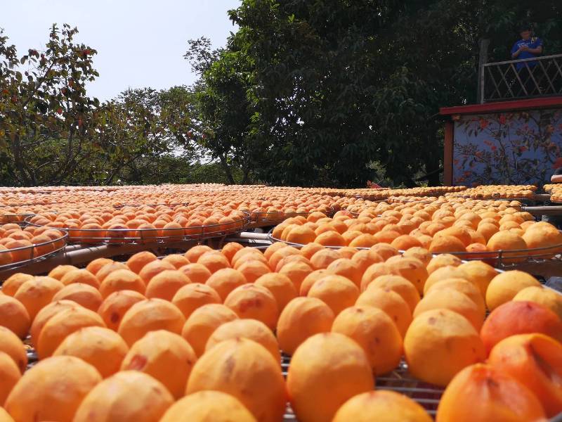 xinpu0122 新埔-味衛佳 北台灣秋天美麗的風景 好吃好玩好好拍的柿餅