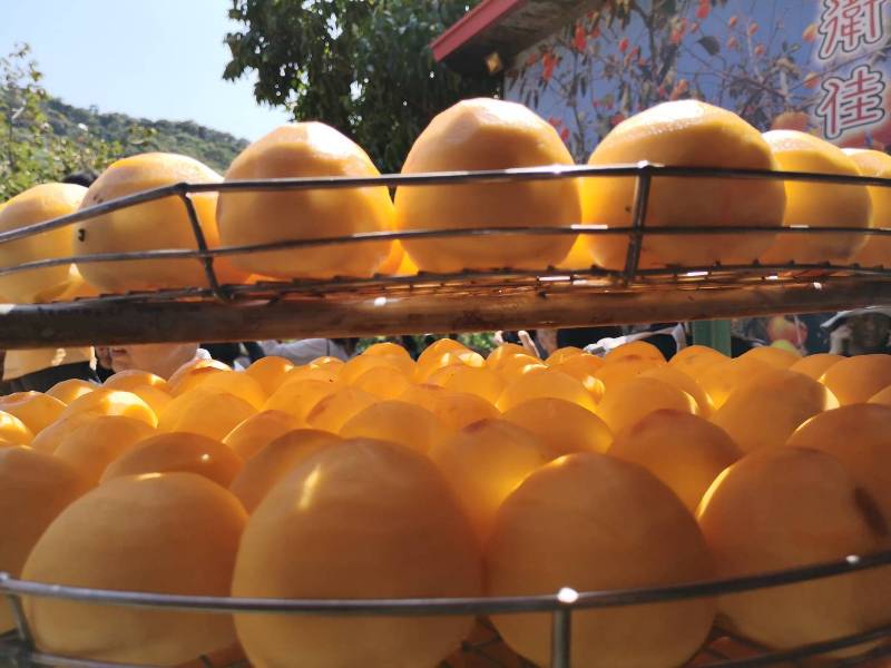 xinpu0125 新埔-味衛佳 北台灣秋天美麗的風景 好吃好玩好好拍的柿餅