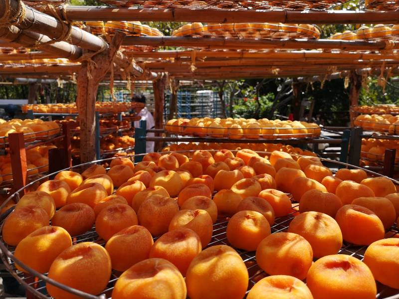 xinpu0126 新埔-味衛佳 北台灣秋天美麗的風景 好吃好玩好好拍的柿餅