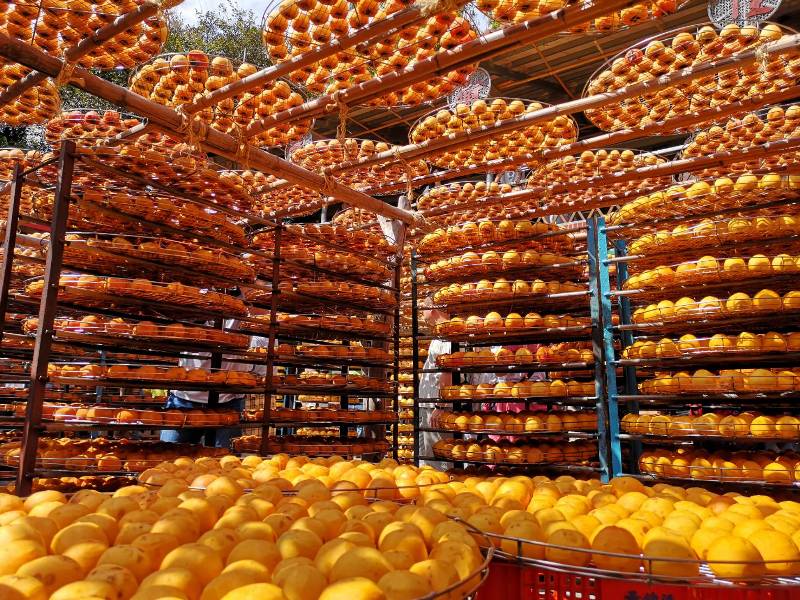 xinpu0127 新埔-味衛佳 北台灣秋天美麗的風景 好吃好玩好好拍的柿餅