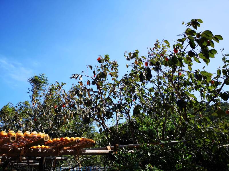 xinpu0133 新埔-味衛佳 北台灣秋天美麗的風景 好吃好玩好好拍的柿餅