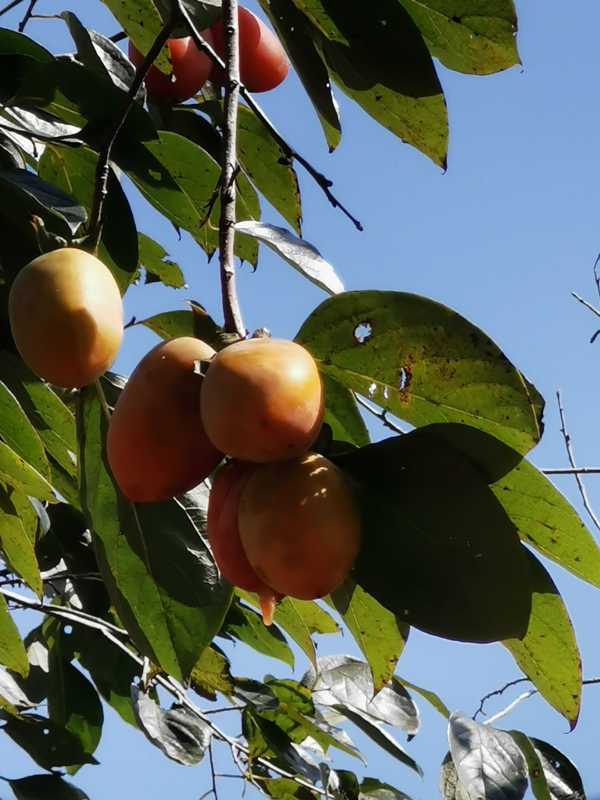 xinpu0134 新埔-味衛佳 北台灣秋天美麗的風景 好吃好玩好好拍的柿餅