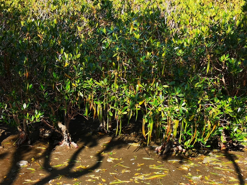 mamamouth14 八里-媽媽嘴咖啤 藍天綠意紅樹林 最有話題的咖啡館