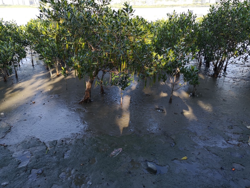 mamamouth15 八里-媽媽嘴咖啤 藍天綠意紅樹林 最有話題的咖啡館