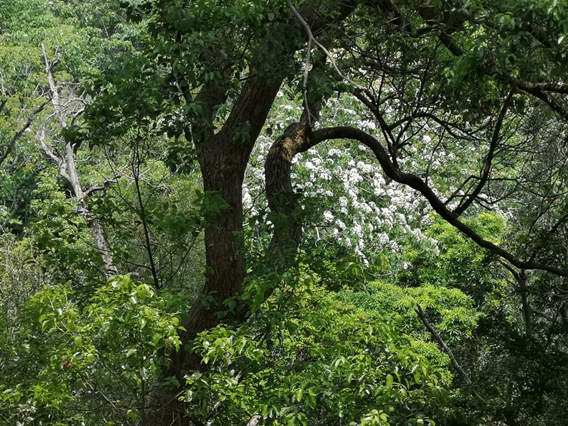 firemountain07 三義-火炎山 迷你大峽谷 感受大自然鬼斧奇怪