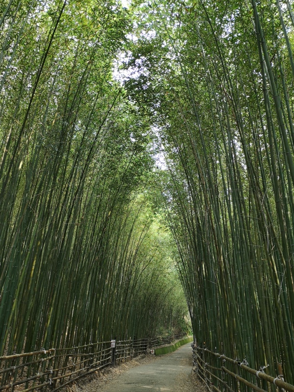 wugayen01 泰安-烏嘎彥竹林 台版嵐山竹林秘境