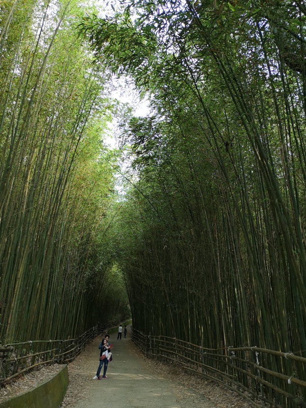 wugayen04 泰安-烏嘎彥竹林 台版嵐山竹林秘境