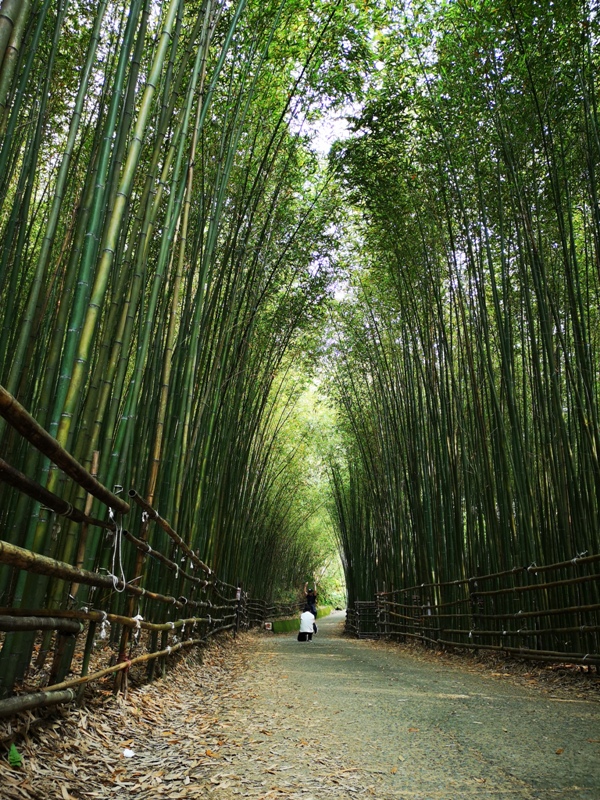 wugayen05 泰安-烏嘎彥竹林 台版嵐山竹林秘境