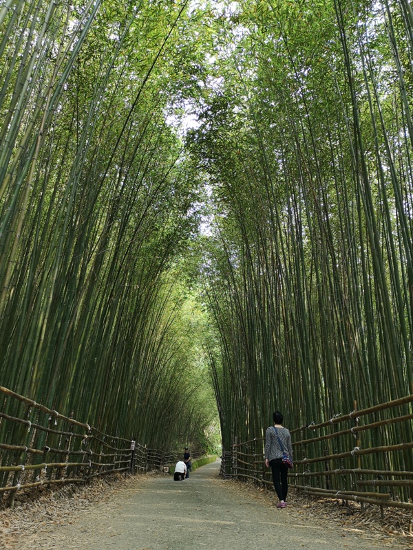 wugayen06 泰安-烏嘎彥竹林 台版嵐山竹林秘境