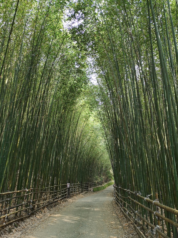 wugayen07 泰安-烏嘎彥竹林 台版嵐山竹林秘境