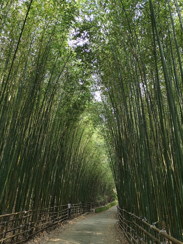 wugayen08 泰安-烏嘎彥竹林 台版嵐山竹林秘境