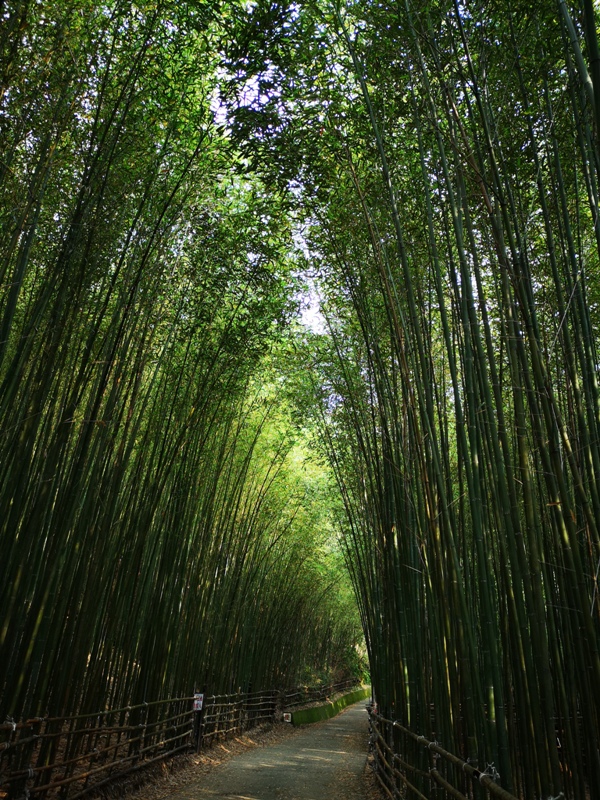 wugayen09 泰安-烏嘎彥竹林 台版嵐山竹林秘境