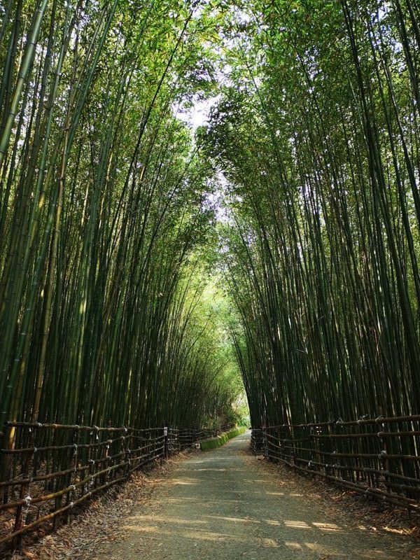 wugayen10-rotated-e1586614701158 泰安-烏嘎彥竹林 台版嵐山竹林秘境