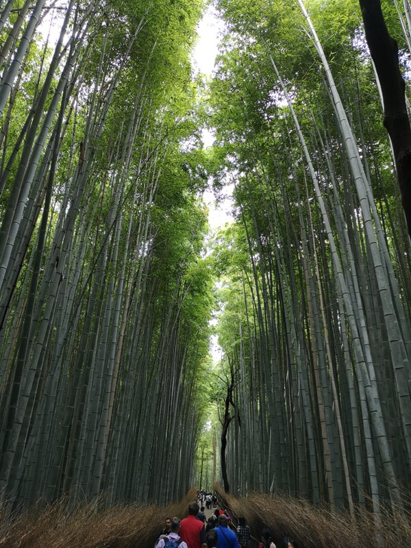 wugayen11 泰安-烏嘎彥竹林 台版嵐山竹林秘境