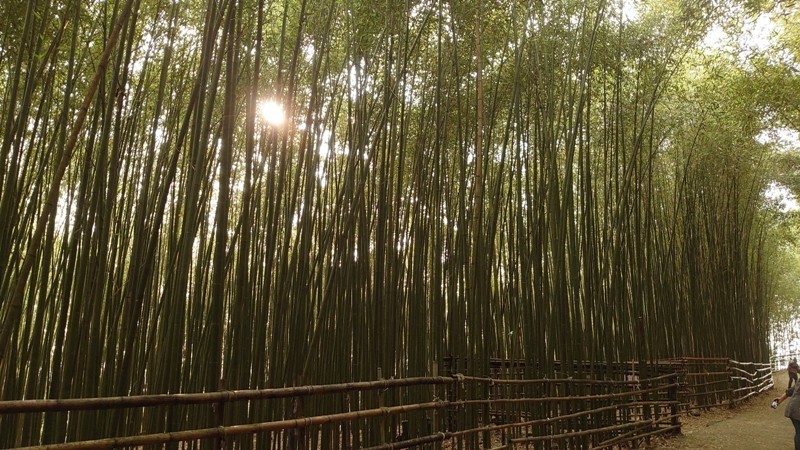 wugayen13 泰安-烏嘎彥竹林 台版嵐山竹林秘境