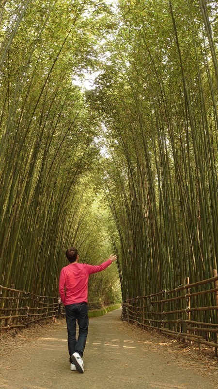 泰安-烏嘎彥竹林 台版嵐山竹林秘境