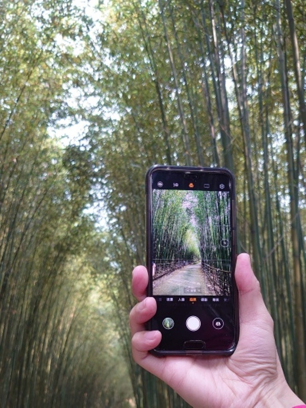 wugayen20 泰安-烏嘎彥竹林 台版嵐山竹林秘境