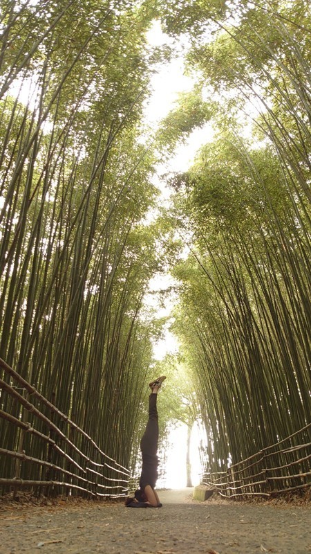 wugayen22 泰安-烏嘎彥竹林 台版嵐山竹林秘境