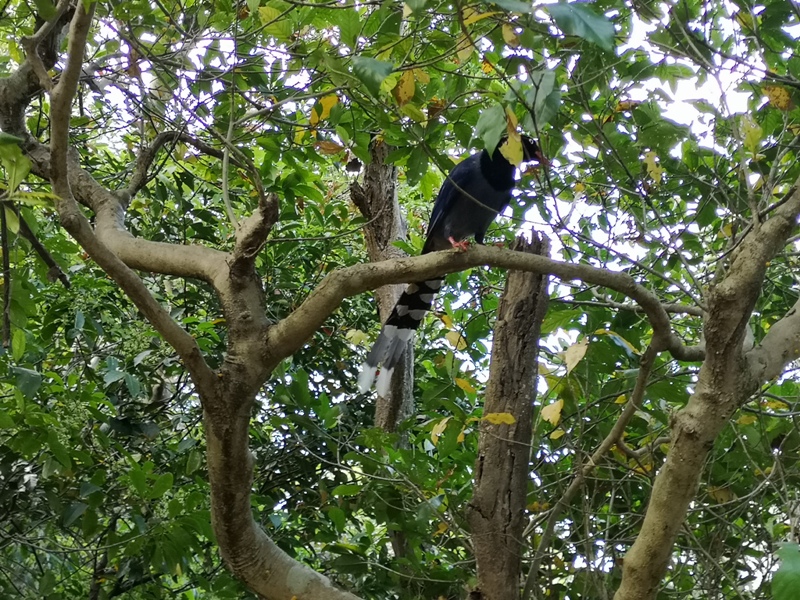 goldenfacemt11 內湖-金面山 華山論劍剪刀石 大石壁輕鬆有趣