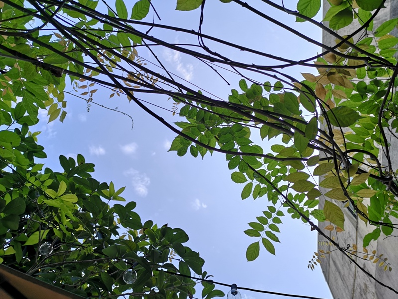 whitedeer09 板橋-白鹿咖啡 小花園的幽靜空間  有蟬聲鳥叫的午後咖啡杯