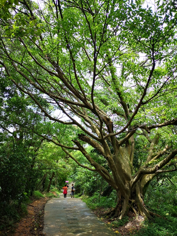 oldplace361119 士林-劍潭站到劍南路站 橫跨劍潭山  老地方觀機平台賞台北