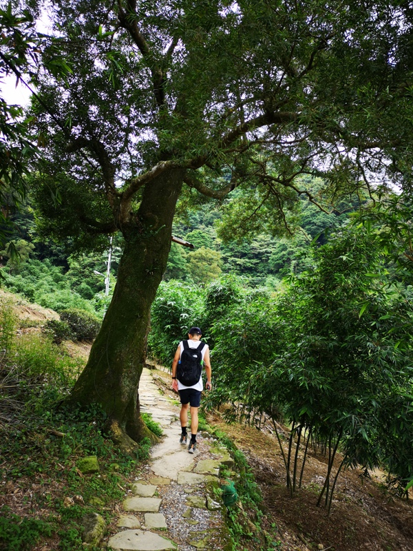 yinghecave10 新店-貓空到銀河洞 輕鬆愜意搶當網紅