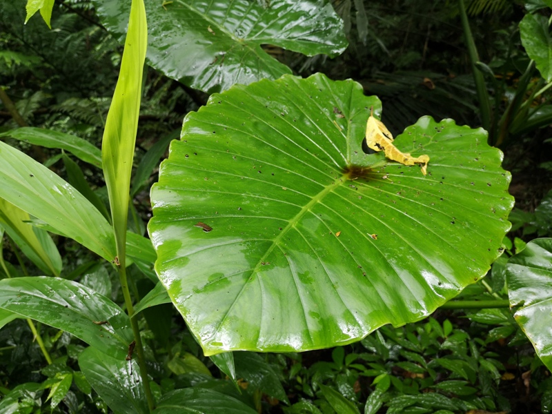 yinghecave23 新店-貓空到銀河洞 輕鬆愜意搶當網紅