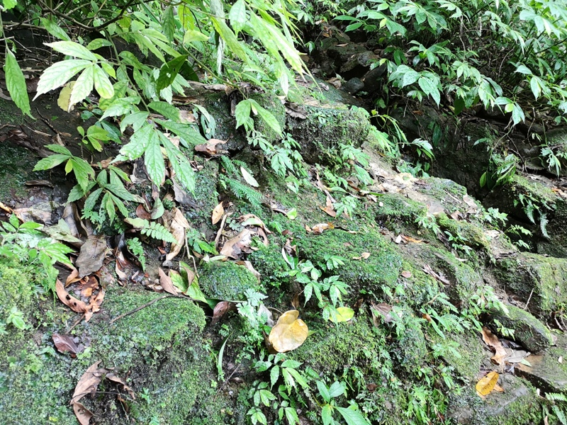 yinghecave26 新店-貓空到銀河洞 輕鬆愜意搶當網紅