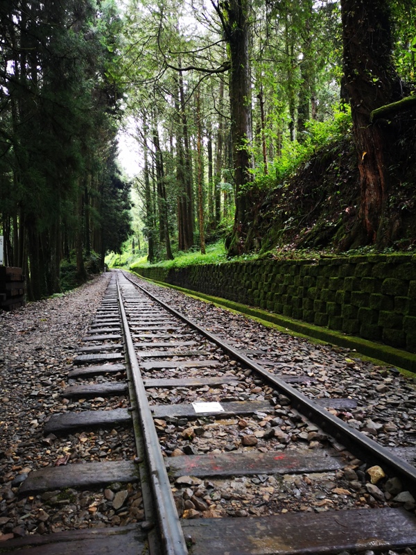 alishan010101 阿里山-從未消失的眠月線 仙境般的存在