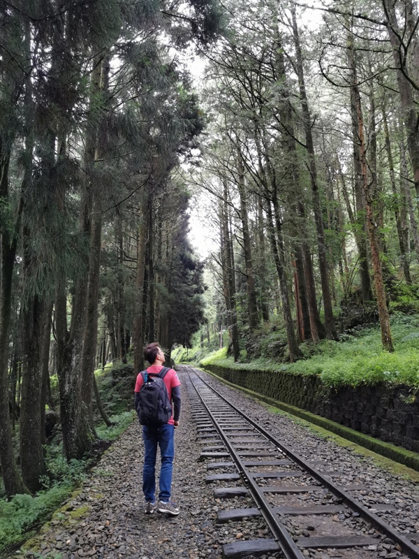 alishan010102 阿里山-從未消失的眠月線 仙境般的存在