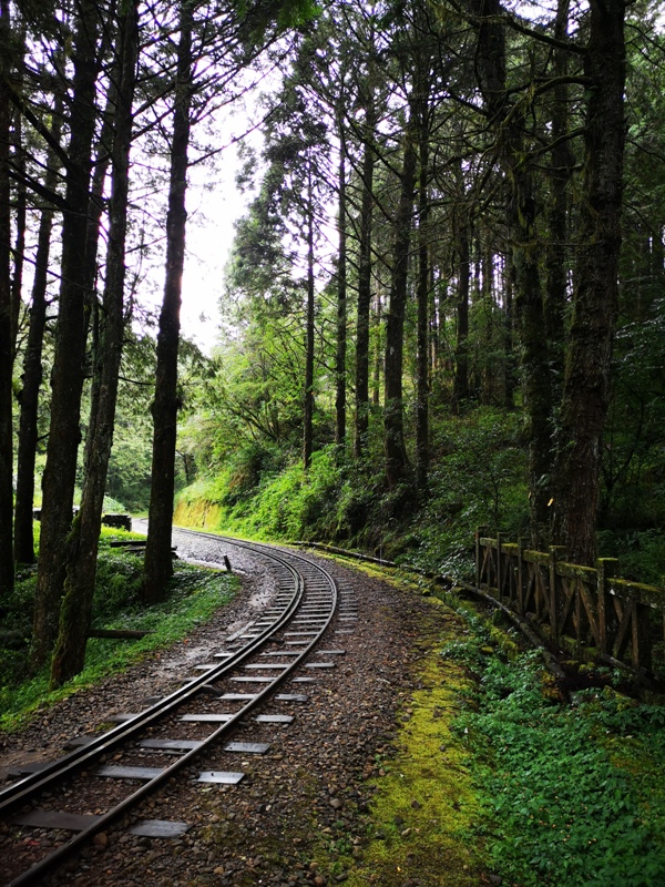 alishan010105 阿里山-從未消失的眠月線 仙境般的存在