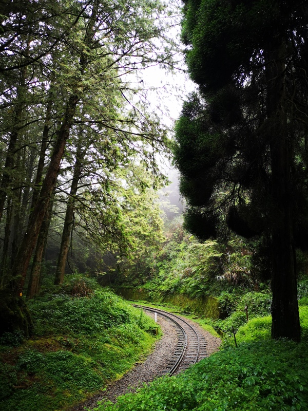 alishan010107 阿里山-從未消失的眠月線 仙境般的存在
