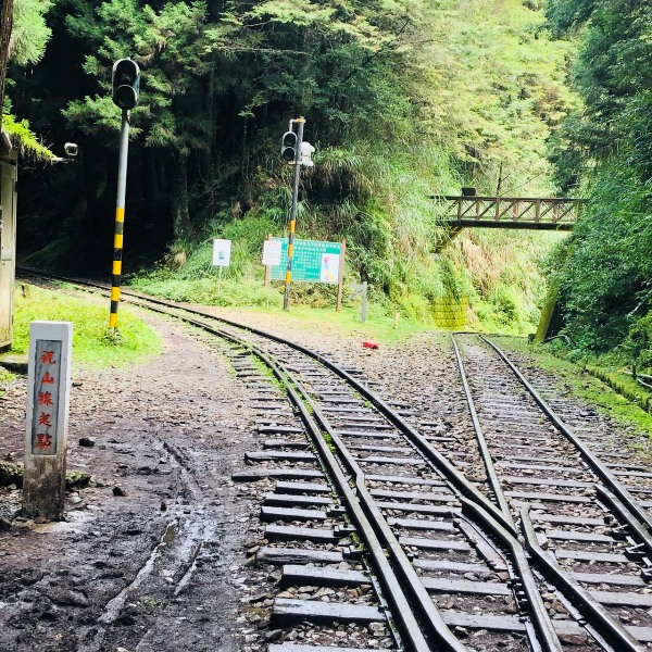 alishan010110 阿里山-從未消失的眠月線 仙境般的存在