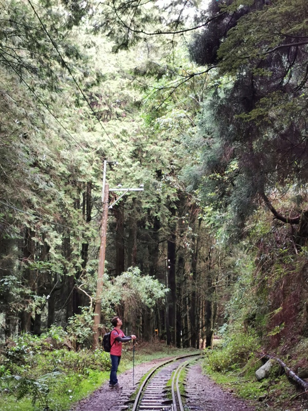 alishan010111 阿里山-從未消失的眠月線 仙境般的存在